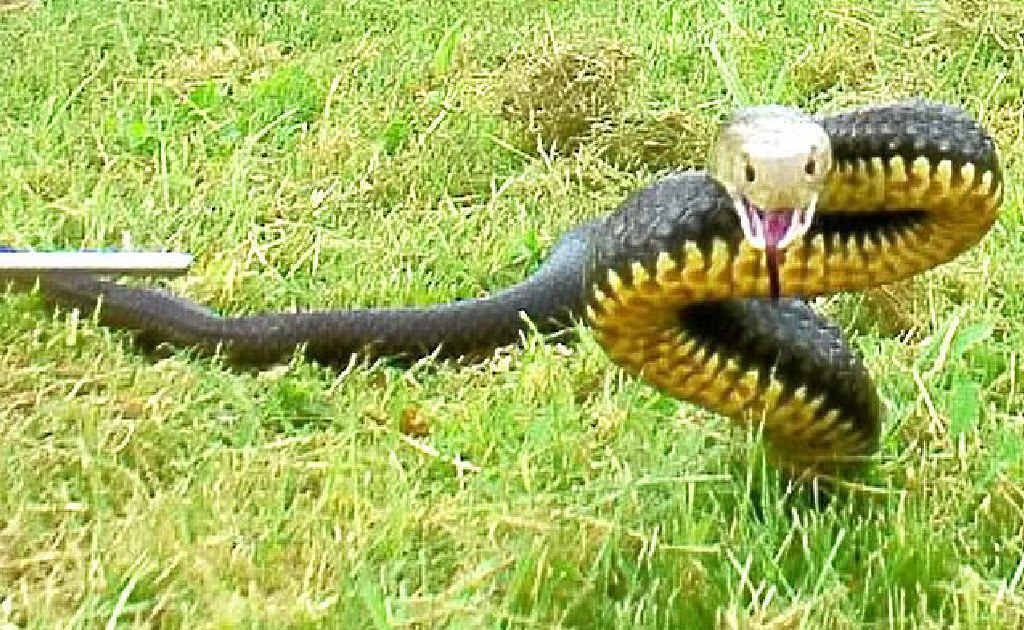Snake catcher Dave Beck took this photo of an unhappy brown snake while in Kilkivan. Snake catcher Dave Beck took this photo of an unhappy brown snake while in Kilkivan.
